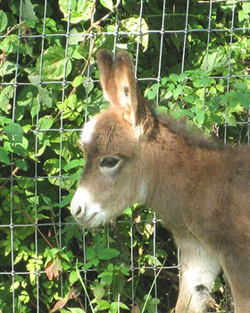Critter Haven Farm Miniature Donkeys